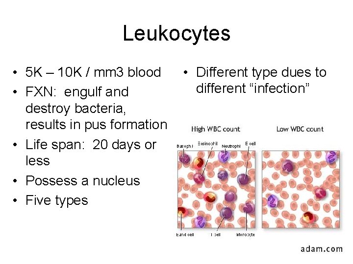 Leukocytes • 5 K – 10 K / mm 3 blood • FXN: engulf