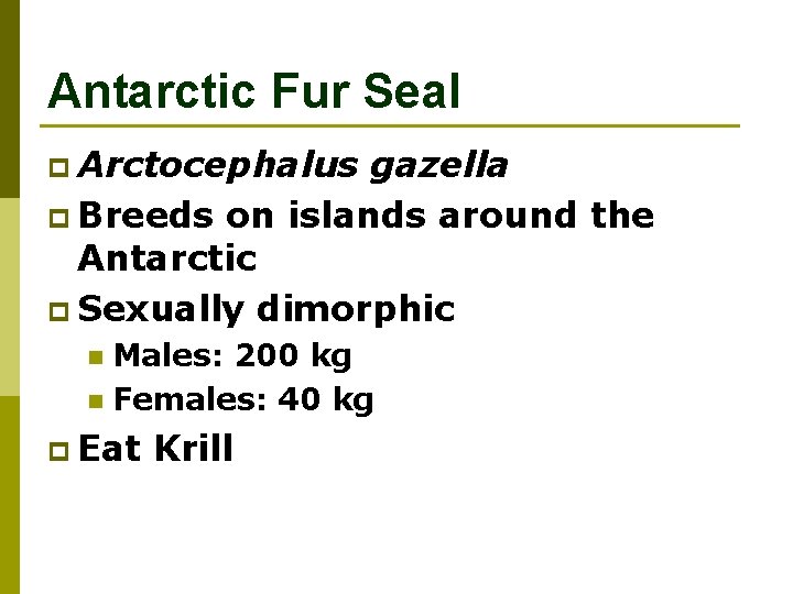 Antarctic Fur Seal p Arctocephalus gazella p Breeds on islands around the Antarctic p
