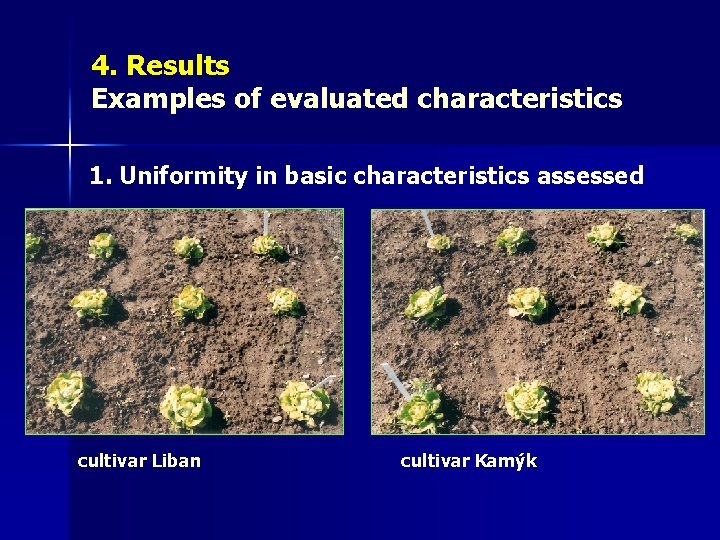 4. Results Examples of evaluated characteristics 1. Uniformity in basic characteristics assessed cultivar Liban