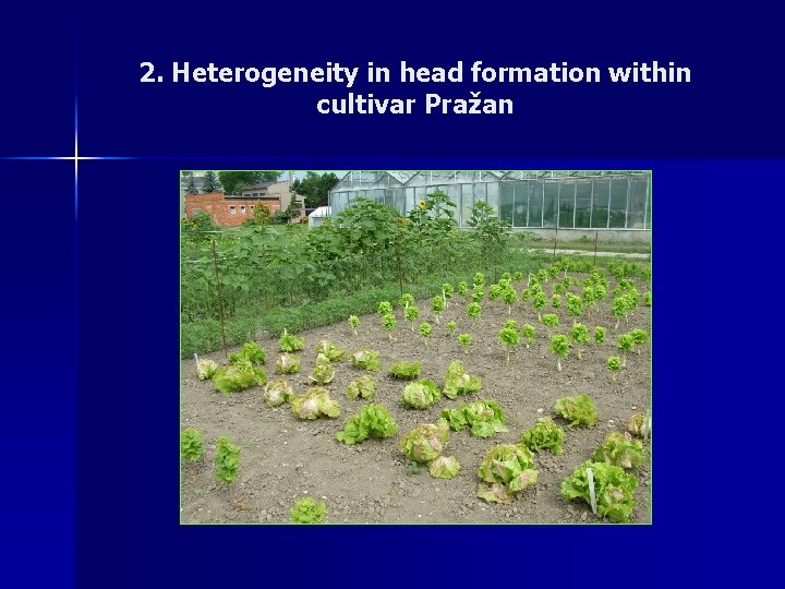 2. Heterogeneity in head formation within cultivar Pražan 