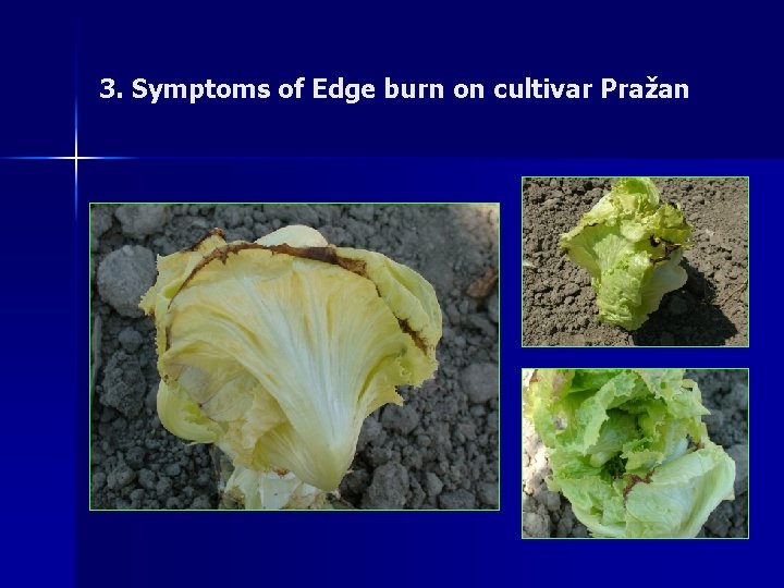 3. Symptoms of Edge burn on cultivar Pražan 