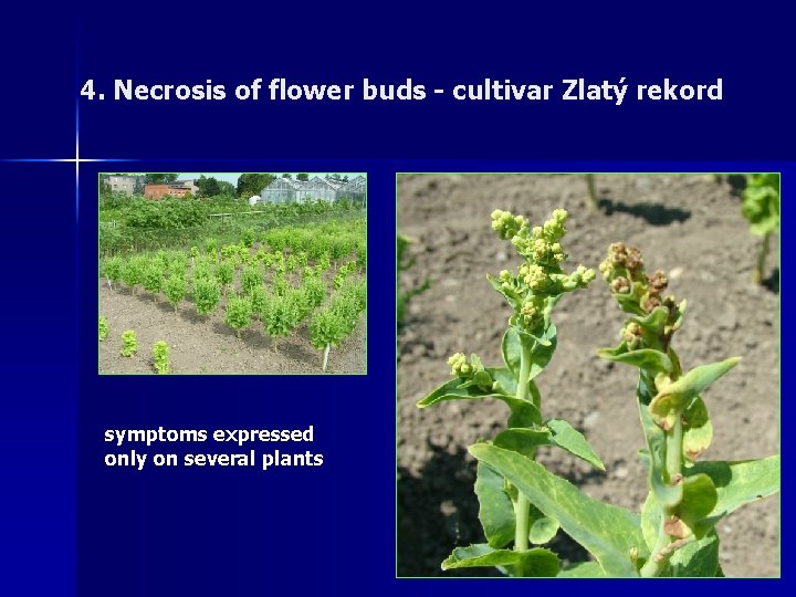 4. Necrosis of flower buds - cultivar Zlatý rekord symptoms expressed only on several