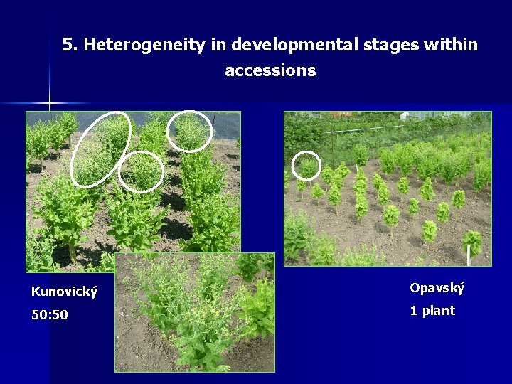 5. Heterogeneity in developmental stages within accessions Kunovický Opavský 50: 50 1 plant 