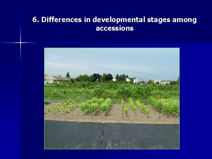 6. Differences in developmental stages among accessions 