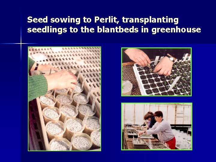 Seed sowing to Perlit, transplanting seedlings to the blantbeds in greenhouse 
