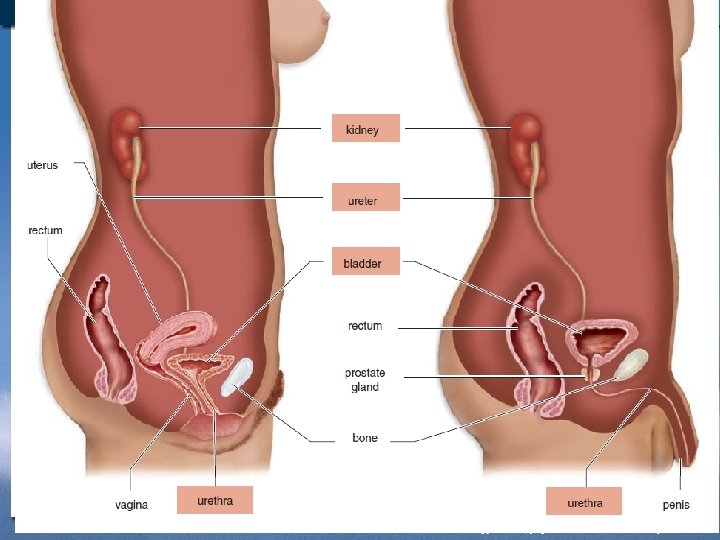 UNIT B Chapter 13: Urinary System TO PREVIOUS SLIDE Section 13. 4 