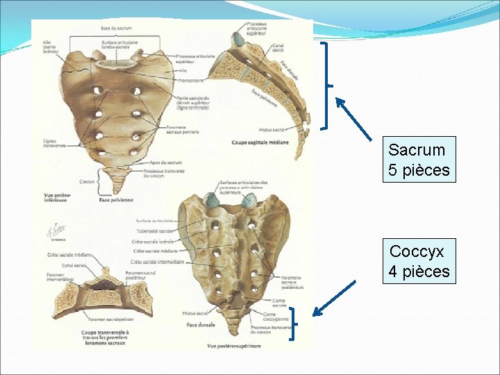 Sacrum 5 pièces Coccyx 4 pièces 