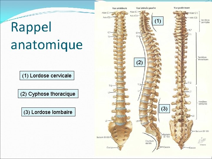 Rappel anatomique (1) (2) (1) Lordose cervicale (2) Cyphose thoracique (3) Lordose lombaire (3)