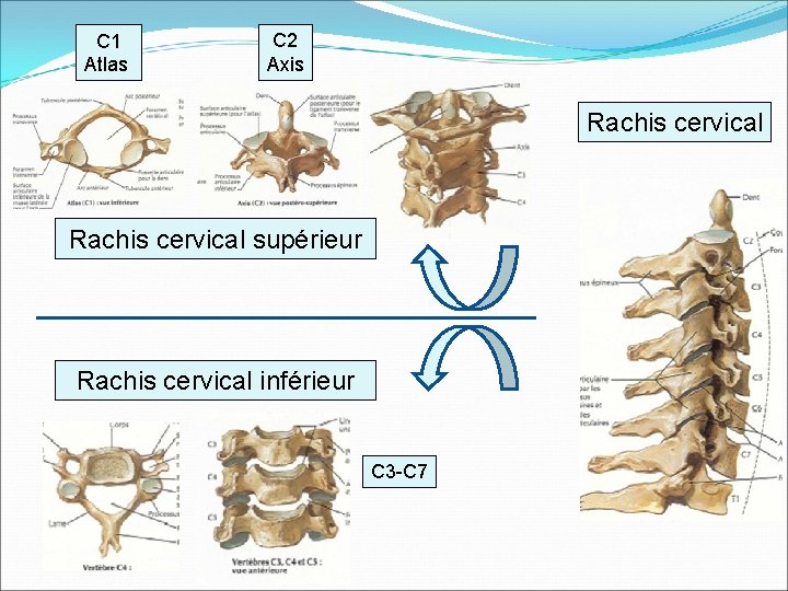 C 1 Atlas C 2 Axis Rachis cervical supérieur Rachis cervical inférieur C 3