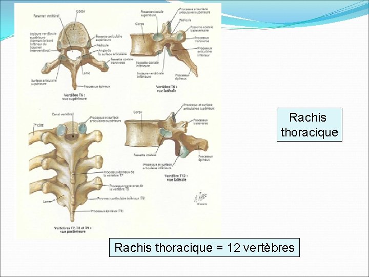 Rachis thoracique = 12 vertèbres 