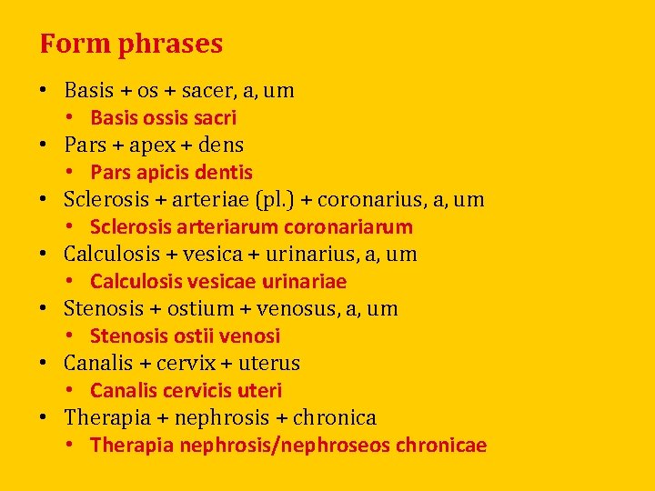 Form phrases • Basis + os + sacer, a, um • Basis ossis sacri