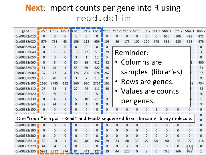 Next: Import counts per gene into R using read. delim Reminder: • Columns are
