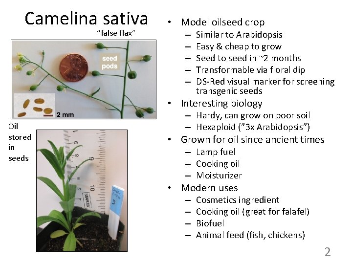 Camelina sativa “false flax” • Model oilseed crop – – – Similar to Arabidopsis