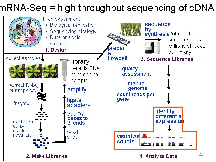 m. RNA-Seq = high throughput sequencing of c. DNA Plan experiment • Biological replication