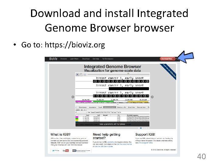 Download and install Integrated Genome Browser browser • Go to: https: //bioviz. org 40