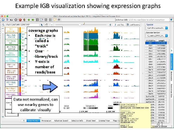 Example IGB visualization showing expression graphs coverage graphs • Each row is called a