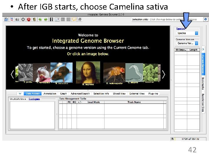 • After IGB starts, choose Camelina sativa 42 