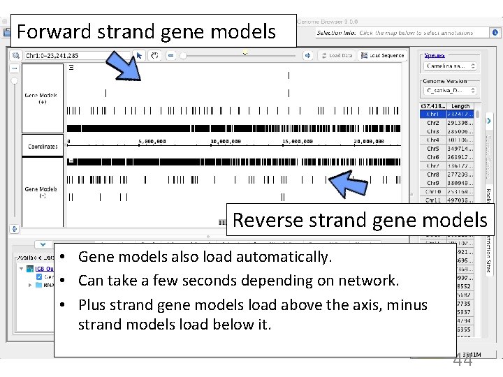 Forward strand gene models Reverse strand gene models • Gene models also load automatically.