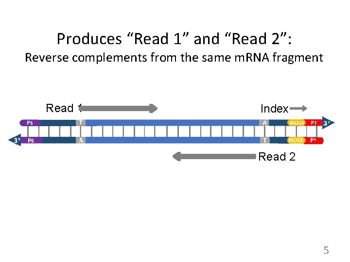 Produces “Read 1” and “Read 2”: Reverse complements from the same m. RNA fragment