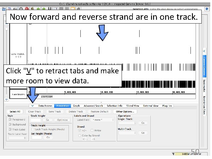 Now forward and reverse strand are in one track. Click "V" to retract tabs