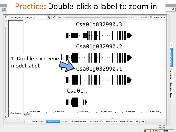 Practice: Double-click a label to zoom in 1. Double-click gene model label. 55 