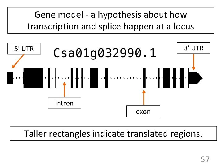 Gene model - a hypothesis about how transcription and splice happen at a locus