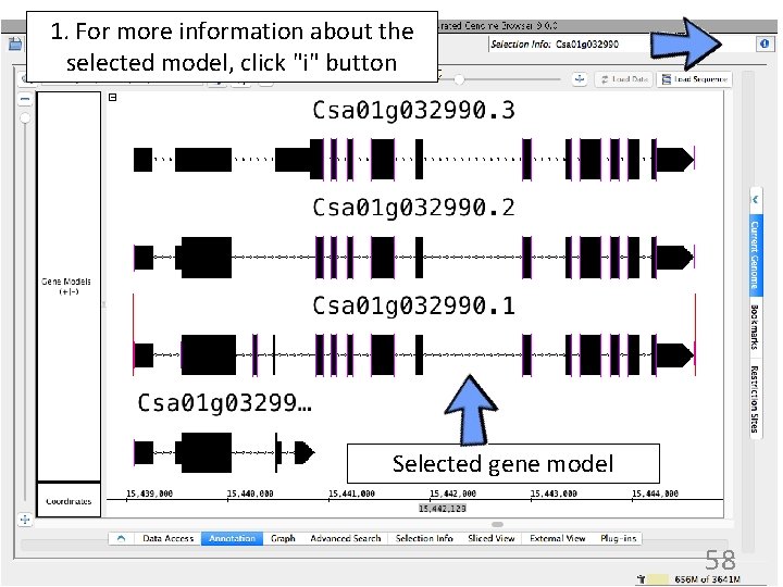 1. For more information about the selected model, click "i" button Selected gene model