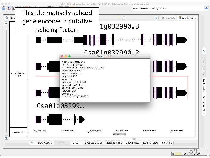 This alternatively spliced gene encodes a putative splicing factor. 59 