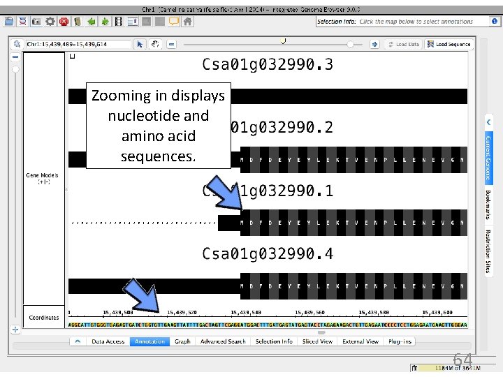 Zooming in displays nucleotide and amino acid sequences. 64 
