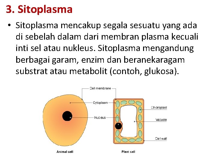 3. Sitoplasma • Sitoplasma mencakup segala sesuatu yang ada di sebelah dalam dari membran