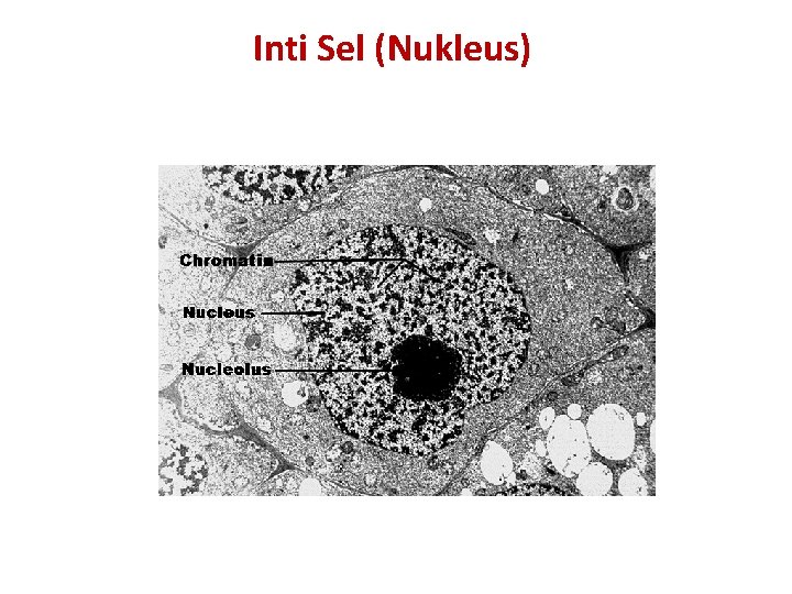 Inti Sel (Nukleus) 