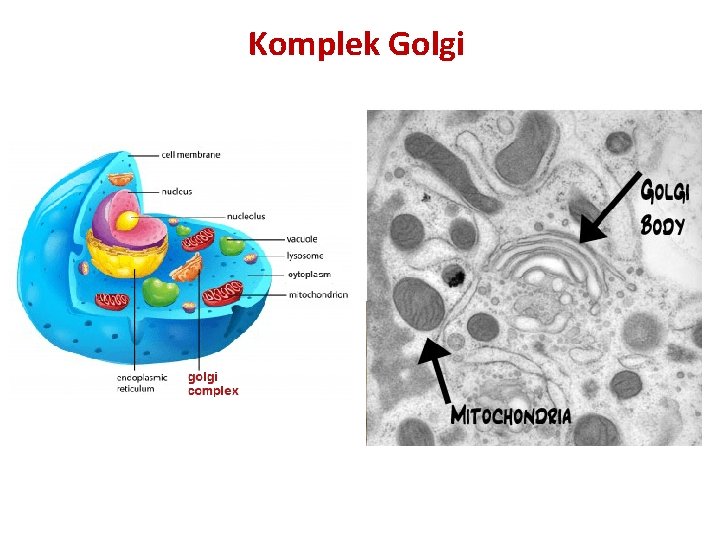 Komplek Golgi 
