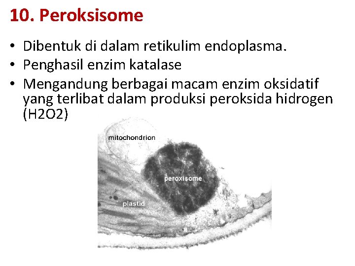 10. Peroksisome • Dibentuk di dalam retikulim endoplasma. • Penghasil enzim katalase • Mengandung