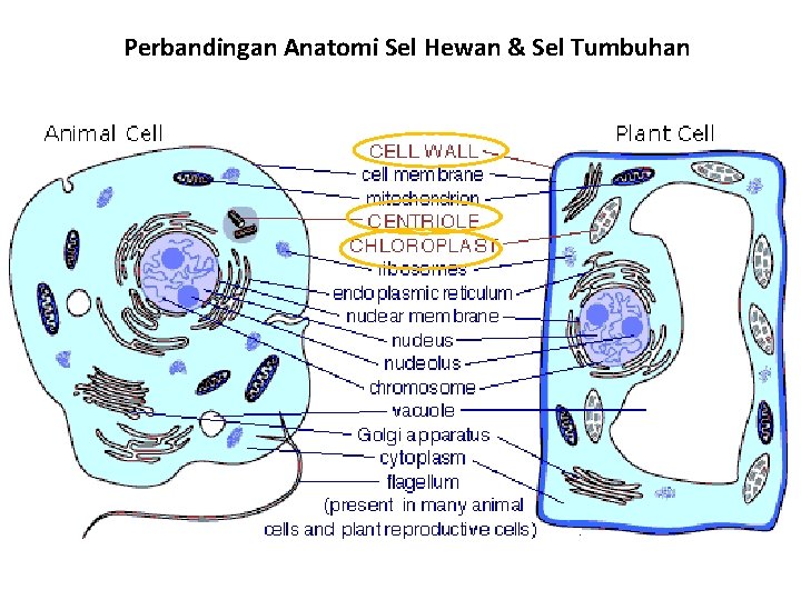 Perbandingan Anatomi Sel Hewan & Sel Tumbuhan 