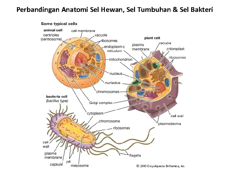 Perbandingan Anatomi Sel Hewan, Sel Tumbuhan & Sel Bakteri 