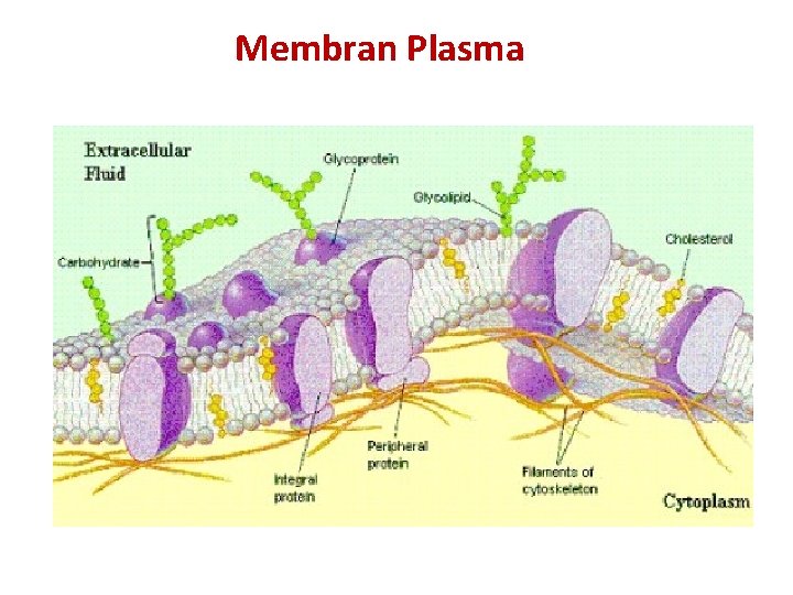 Membran Plasma 