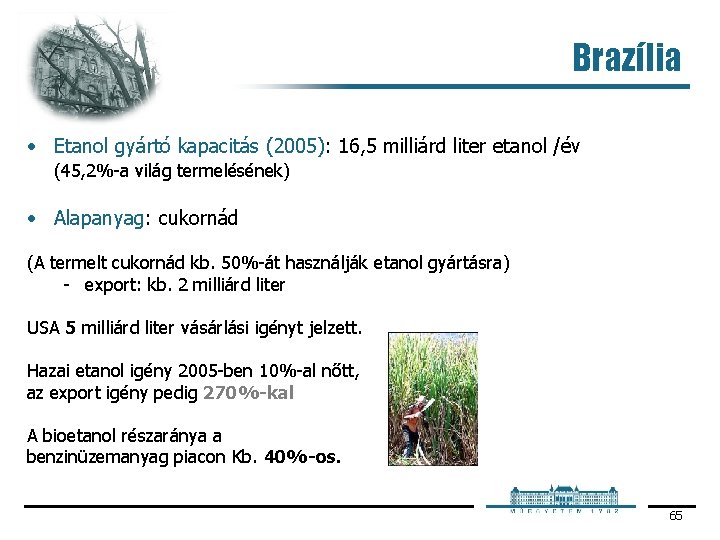 Brazília • Etanol gyártó kapacitás (2005): 16, 5 milliárd liter etanol /év (45, 2%