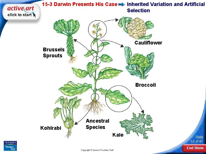 15 -3 Darwin Presents His Case Inherited Variation and Artificial Selection Cauliflower Brussels Sprouts
