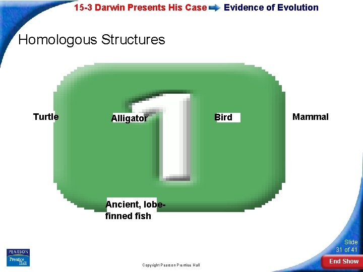 15 -3 Darwin Presents His Case Evidence of Evolution Homologous Structures Turtle Alligator Bird