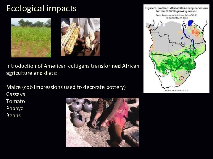 Ecological impacts Introduction of American cultigens transformed African agriculture and diets: Maize (cob impressions