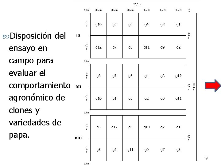  Disposición del ensayo en campo para evaluar el comportamiento agronómico de clones y