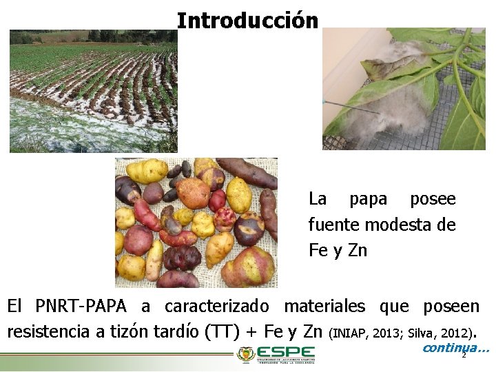 Introducción La papa posee fuente modesta de Fe y Zn El PNRT-PAPA a caracterizado