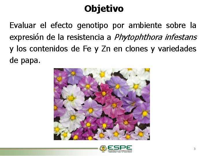 Objetivo Evaluar el efecto genotipo por ambiente sobre la expresión de la resistencia a