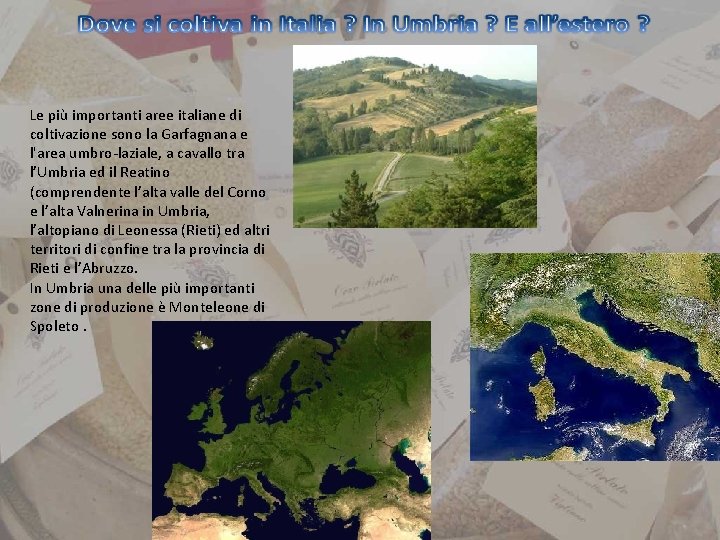 Le più importanti aree italiane di coltivazione sono la Garfagnana e l'area umbro-laziale, a