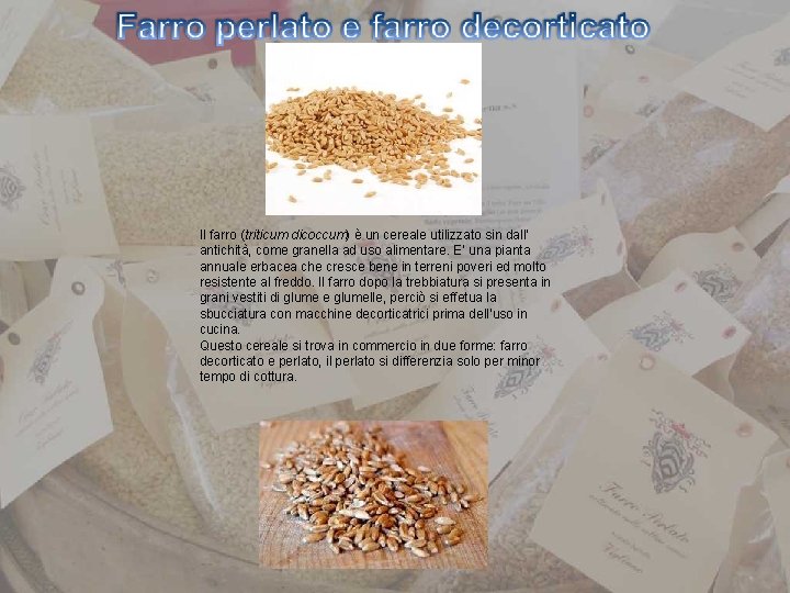 Il farro (triticum dicoccum) è un cereale utilizzato sin dall’ antichità, come granella ad