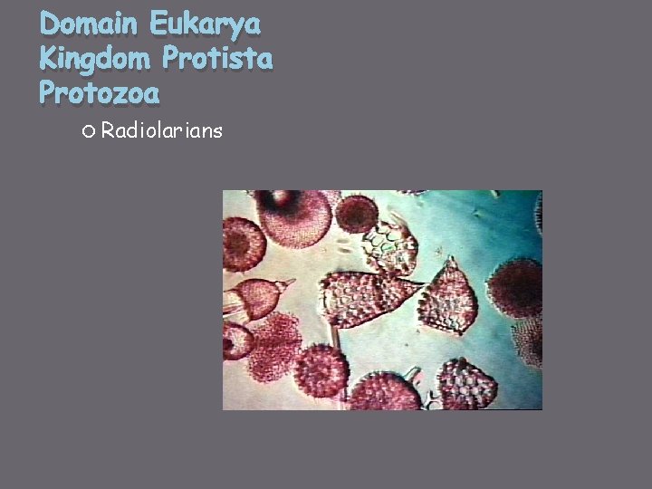 Domain Eukarya Kingdom Protista Protozoa Radiolarians 