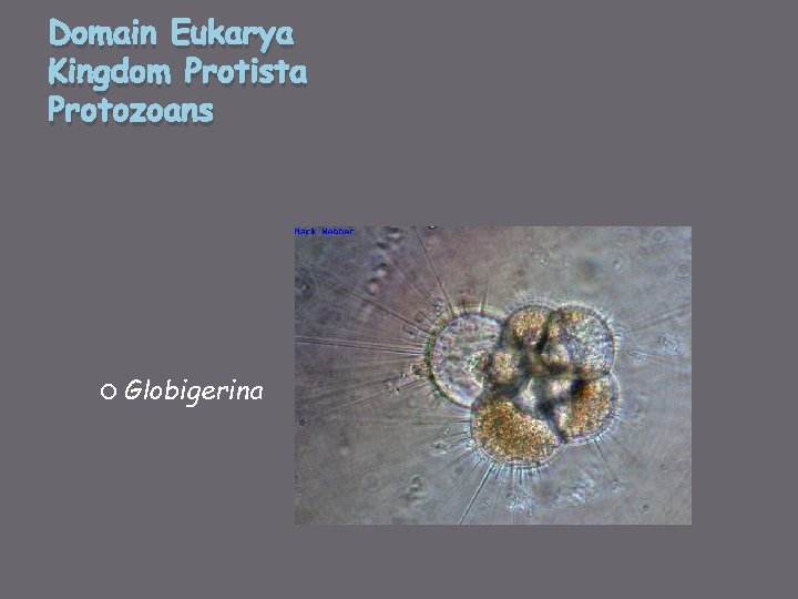 Domain Eukarya Kingdom Protista Protozoans Globigerina 