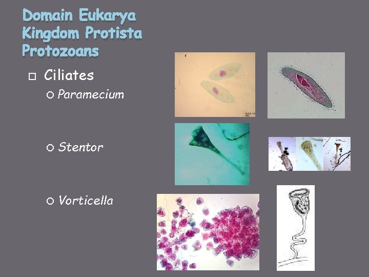Domain Eukarya Kingdom Protista Protozoans Ciliates Paramecium Stentor Vorticella 