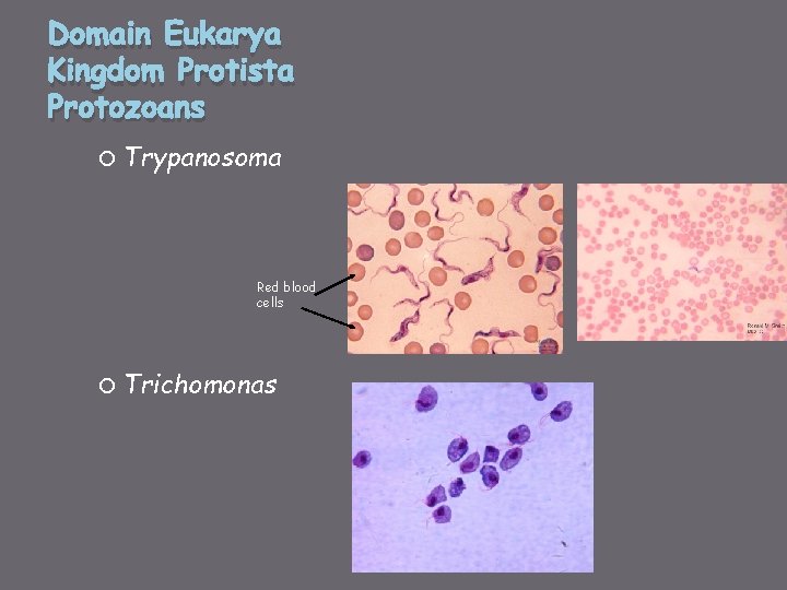 Domain Eukarya Kingdom Protista Protozoans Trypanosoma Red blood cells Trichomonas 