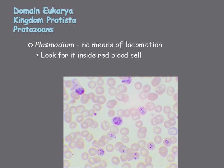 Domain Eukarya Kingdom Protista Protozoans Plasmodium – no means of locomotion Look for it